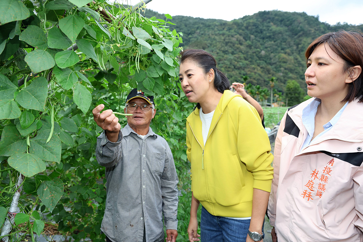 許縣長在親愛村還到一處高麗菜圃，協助村長潘筱玉及農友做最後的採收作業